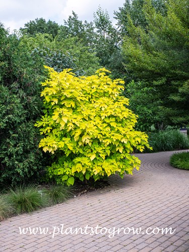 Golden Shadows Paper Mulberry (Broussonetia papyrifera aurea)